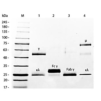 MOUSE IgG whole molecule Fluorescein conjugated, 1mg