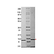 MIP-3ß Mouse Recombinant Protein, 20µg