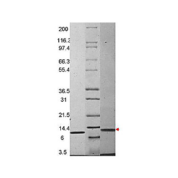 MIP-3ß Mouse Recombinant Protein, 20µg