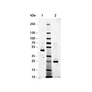HUMAN IgG Fab fragment, 2mg