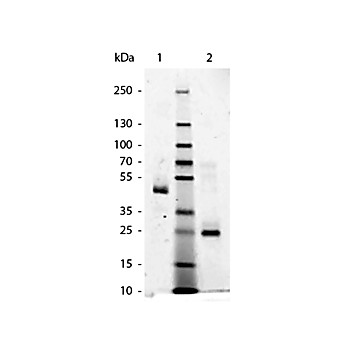 HUMAN IgG Fab fragment, 2mg