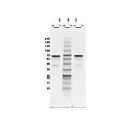 OspB Control Protein, 100µg