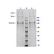 Bovine COLLAGEN Type III, 500µg