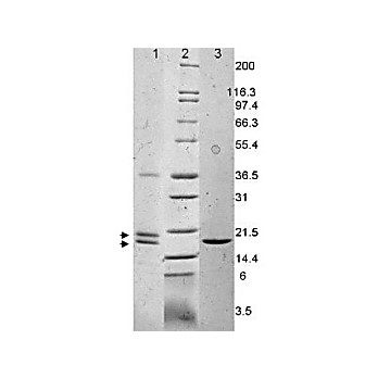 IL-33 Human Recombinant Protein, 10µg