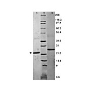 IL-6 Mouse Recombinant Protein, 10µg