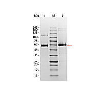 AKT1 (phosphatase treated) Human Recombinant Protein, 10µg