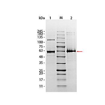 AKT1 (phosphatase treated) Human Recombinant Protein, 10µg