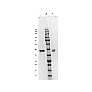 ERK1 human recombinant protein, 10µg