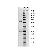 LOW ENDOTOXIN CONTROL MOUSE IgG, 500µg
