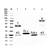 RAT IgG F(c) fragment Biotin conjugated, 1mg