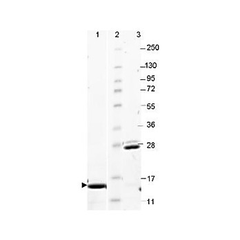 IL-17A Rat Recombinant Protein, 25µg