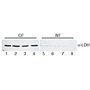Anti-LACTATE DEHYDROGENASE (Rabbit Muscle) (GOAT) Antibody, 2mL, Lyophilized