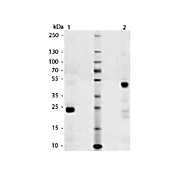 DOG IgG Fab fragment, 1mg
