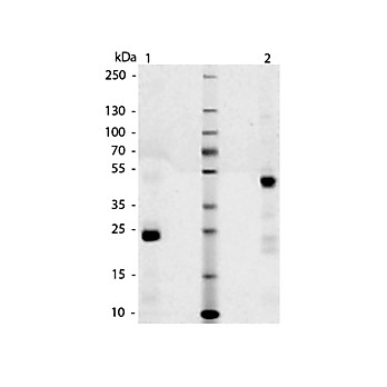 DOG IgG Fab fragment, 1mg