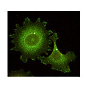 Anti-HEF1 (aa 82-398) (MOUSE) Monoclonal Antibody, 100µg, Liquid[14A11] (sterile filtered)