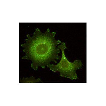 Anti-HEF1 (aa 82-398) (MOUSE) Monoclonal Antibody, 100µg, Liquid[14A11] (sterile filtered)