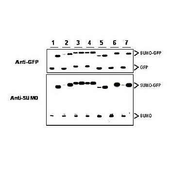 Anti-SUMO (Yeast) (RABBIT) Antibody, 25µL, Liquid (sterile filtered)