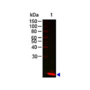 Anti-LYSOZYME (Hen Egg White) (RABBIT) Antibody, 2mL, Lyophilized