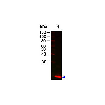 Anti-LYSOZYME (Hen Egg White) (RABBIT) Antibody, 2mL, Lyophilized