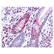 Anti-Pdcd4 pS457 (MOUSE) Monoclonal Antibody, 100µg, Liquid (sterile filtered)