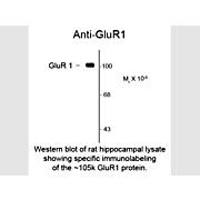 GluR1 Antibody [RH95] 100µL
