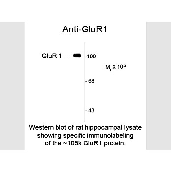 GluR1 Antibody [RH95] 100µL