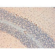 Anti-GluR2 (MOUSE) Monoclonal Antibody, 100µg, Liquid (sterile filtered)