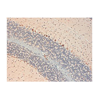 Anti-GluR2 (MOUSE) Monoclonal Antibody, 100µg, Liquid (sterile filtered)