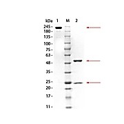 Anti-GSTM3 (MOUSE) Monoclonal Antibody, 100µg, Liquid (sterile filtered)