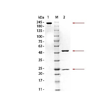 Anti-GSTM3 (MOUSE) Monoclonal Antibody, 100µg, Liquid (sterile filtered)