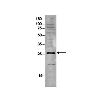 Anti-SAP30 (RABBIT) Antibody, 100µL, Liquid (sterile filtered)