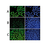 Anti-5-mC (MOUSE) Monoclonal Antibody, 50µg, Liquid (sterile filtered)