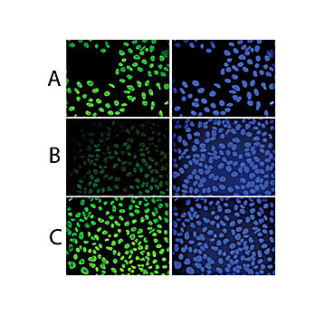 Anti-5-mC (MOUSE) Monoclonal Antibody, 50µg, Liquid (sterile filtered)