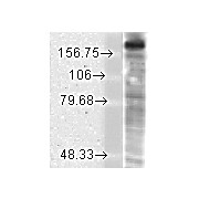 Anti-NR2B (MOUSE) Monoclonal Antibody, 100µg, Liquid (sterile filtered)