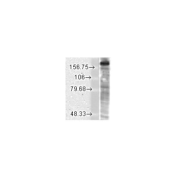 Anti-NR2B (MOUSE) Monoclonal Antibody, 100µg, Liquid (sterile filtered)