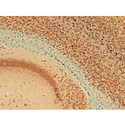 Kv2.1 Antibody [S89-34] 100µg