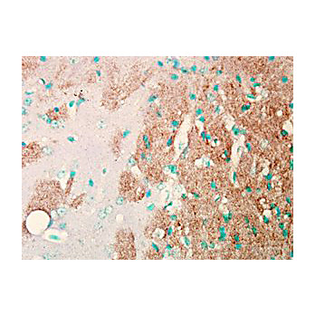Anti-NAV1.7 (MOUSE) Monoclonal Antibody, 100µg, Liquid (sterile filtered)