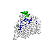 H5N1 Antibody (VN04-2), 100µg, Liquid (sterile filtered)