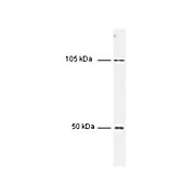 Anti-NFKB p50 (NFKB1) (RABBIT) Antibody, 100µL, Liquid (sterile filtered)