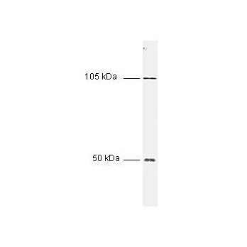 Anti-NFKB p50 (NFKB1) (RABBIT) Antibody, 100µL, Liquid (sterile filtered)
