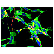 Anti-Glyceraldehyde-3-Phosphate Dehydrogenase (GAPDH) (Mouse) Monoclonal Antibody, 100µg, Liquid (sterile filtered)