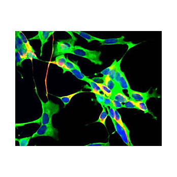 Anti-Glyceraldehyde-3-Phosphate Dehydrogenase (GAPDH) (Mouse) Monoclonal Antibody, 100µg, Liquid (sterile filtered)