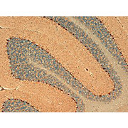 Anti-HCN1 (MOUSE) Monoclonal Antibody, 100µg, Liquid (sterile filtered)