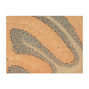 Anti-HCN1 (MOUSE) Monoclonal Antibody, 100µg, Liquid (sterile filtered)