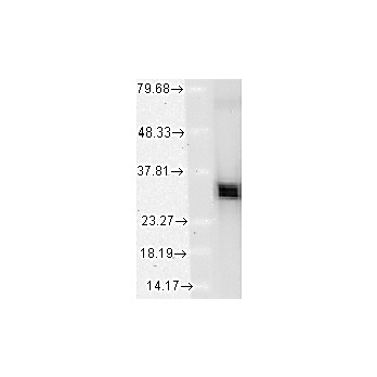 Anti-HO-1 (MOUSE) Monoclonal Antibody, 100µg, Liquid (sterile filtered)