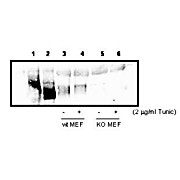 Anti-PKR-like Endoplasmic Reticulum Kinase (PERK) (RABBIT) Antibody, 100µL, Liquid (sterile filtered)