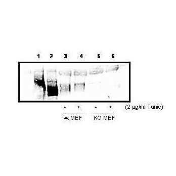 Anti-PKR-like Endoplasmic Reticulum Kinase (PERK) (RABBIT) Antibody, 100µL, Liquid (sterile filtered)