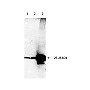 Anti-Smac/DIABLO (RABBIT) Antibody, 100µL, Liquid (sterile filtered)