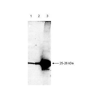 Anti-Smac/DIABLO (RABBIT) Antibody, 100µL, Liquid (sterile filtered)