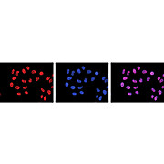 Anti-POL II pS2 (MOUSE) Monoclonal Antibody, 50µg, Liquid (sterile filtered)